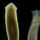 Image for article titled Biologists Coax Worms Into Growing New Kinds of Heads